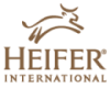 heifer